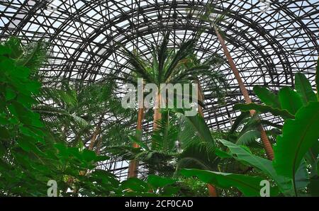 Blick nach oben vorbei an vielen tropischen Pflanzen auf das Dach des Yumenoshima Tropical Greenhouse Dome, einem großen botanischen Garten in Tokio Stockfoto