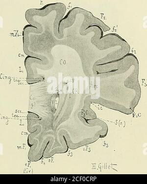 . Anatomie des centres nerveux. Du ventricule latéral et on peut le suivre dans toute la série descoupés verlico-transversales, le létage supérieur du ventricule laté-ral (Abb. 240 à 256); au ni-veau du carre foui- ventricu- S .?&lt;.taire ce Segment supérieurnest plus reconnaissablequau Mikroskop. Le seg-ment inférieur (SGE) asseznet au Niveau de lextré-mité antérieure de la têtedu noyau Caudé (NC), dimi-nue rapidement à mesureque la tête de ce noyau gran-dit, et disparait complète-ment au Niveau du bec ducorps calleux (CE), cest-à-dire au au postniveau de la limiteux Stockfoto