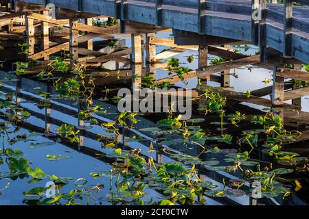 Brücke unterstützt Spiegel in stillem Wasser in Everglades Sumpf Stockfoto