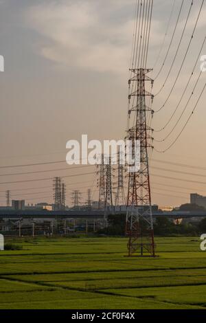 Elektrische Türme im Sommer Reisfeld am Morgen, Isehara Stadt, Kanagawa Präfektur, Japan. Stockfoto