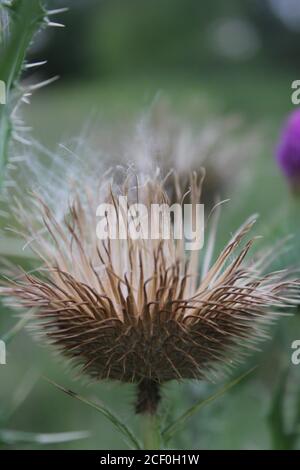 Wilde lila Distel Cirsium remotifoilum Pflanzen wachsen in den wilden Wäldern. Stockfoto