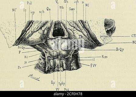 . Anatomie des Centers nerveux. rigone. - TM, tubercule mamiillaire. TML, tuberculemamilaire latéral. - TPT, faisceau transversal du pédoncule de Guddcn. – F3, troisièmeventricule. – VA, Faisceau de Vicq dAzyr. - x, entre-croisement de Forel. TM, entre-croi-sement de la calotte de Meynert (fontainartige Haubenkreuzung). - II, Bandelette optique. .MORPHOLOGIE CEREBRALE. 331 Pédonculaire supérieure (iîg. 198), elle est recouverte par les libres du brasdu tubercule quadrijumeau postérieur (BrQp). 3. La région des tubercules quadrijumeaux occupe la Partie postérieuredu pédoncule cérébral (Abb. 19 Stockfoto