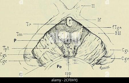 . Anatomie des Centers nerveux. le et rec-tiligne; le plus souvent ils subissent un léger mouvement de Torsion dedans en dehors et darrière en avant. CE mouvement est beaucoup plus MORPHOLOGIE CÉRÉBRALE. 32b accentué dans les faisceaux internes que dans les externes, de telle sorteque Gudden a pu diviser le pied du pédoncule en deux parties inégales,lune interne, lautre externe. La Partie interne est étroite au Niveau de sonorigine protubérantielle; ses fascicules divergent rapidement, sétalent,puis se pordent en rayonnant vers la bandelette optique et croisent en éven-tail la Partie externe Stockfoto