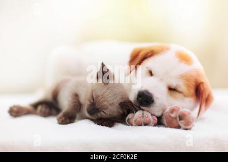 Katze und Hund schlafen zusammen. Kätzchen und Welpen die nap. Home Haustiere. Animal Care. Liebe und Freundschaft. Heimische Tiere. Stockfoto