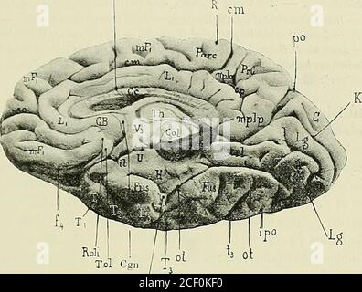 . Anatomie des Centers nerveux. ous les noms de : lobule quadrilatère (Foville). - Vorzwkkel (Burdach). - Lobe carré, Lobus quadratus (Gratiolet, Huxlej). - Partie du gyrus cingidi (Pansch). - Notation : P, (Ecker); P,(Broca); AC, (Charcot). Limite en avant par la Partie verticale de la scissure calloso-marginale MORPHOLOGIE CEREBRALE. 291 (c m), en arrière par la scissure pariéto-occipitale (po), en haut par le bordhémisphérique, en Bas par la scissure sous-pariétale (sp), le précunéus estformé de deux circonvolutions, lune antérieure, lautre postérieure, sépa-rées par un sillon vertical Stockfoto