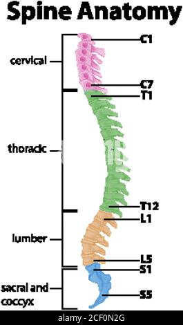 Anatomie der Wirbelsäule oder Wirbelsäulenkurven Infografik Stock Vektor