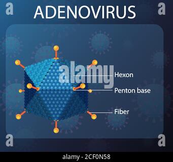 Adenovirus Struktur Diagramm auf Virus Symbol Hintergrund Illustration Stock Vektor