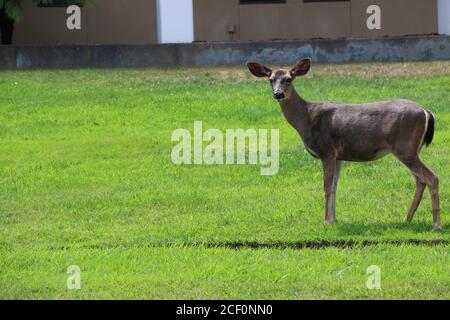 Sanfte, braune Hirsche mit großen, weichen Ohren stehen in einer wachsamen, neugierigen Pose auf grünem Gras. Stockfoto