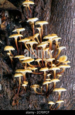 Golden Trumpet Mushroom (Xeromphalina campanella) - Butter Gap Trail, Pisgah National Forest, Brevard, North Carolina, USA Stockfoto