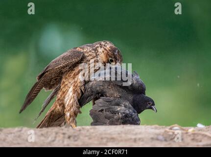 Schwarzer Schulterdrachen, Schikra, Falke, Adler, Fischadler, Turmfalke und andere Greifvögel in Pakistan Stockfoto