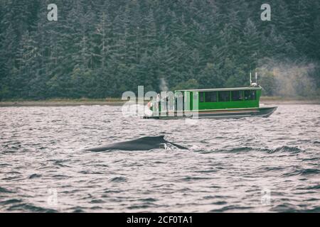 Alaska Whale Watching Tour Aktivität als Kreuzfahrt Schiff Ausflug beliebte Touristenattraktion in Juneau, USA. Sommer Herbst Reiseziel. Rückenflosse Stockfoto