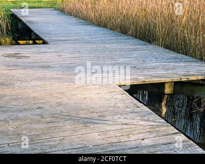 Alte graue Holzboardwalk schneidet durch das trockene Schilf auf Waldsee Stockfoto