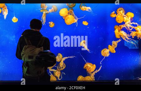 Aquarium Tank Tourist Mann Blick auf Quallen im Zoo, Spaß Aktivität für die Menschen. Stockfoto