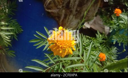 Eine kleine Biene auf der Suche nach Honig auf der orangen Tagesblüte Patula Blumen oder mexikanische Blume oder Ringelblume Blume Familie Stockfoto