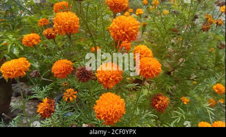 Orange Tagetes Patula Blumen oder mexikanische Blume oder Ringelblume Blume Familie Stockfoto