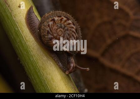 Die behaarte Schnecke (Solaropsis selenostoma) eine ungewöhnliche Schneckenart mit Stacheln an der Schale, vielleicht eine Verteidigung gegen Schneckenfeinde wie Schlangen. Stockfoto