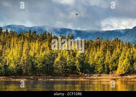 Alaska Wald Tierwelt Vogel Natur Landschaft Ufer Hintergrund mit Weißkopfseeadler fliegen über Kiefern Küste in Ketchikan, USA. Ziel des Kreuzfahrtschiffes Stockfoto