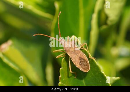 Käfer (Gonocerus acuteangulatus), Familie Coreidae auf einem Blatt eines Euonymus im Garten. Frühling, Niederlande April Stockfoto