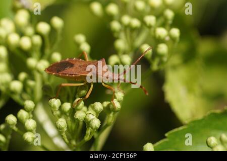 Käfer (Gonocerus acuteangulatus), Familie Coreidae auf einem Blatt eines Euonymus im Garten. Frühling, Niederlande April Stockfoto