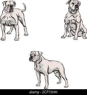 Hund, Bulldog in Bewegung, verschiedene Posen, schwarz, Farbe, verschiedene Posen, Bewegungen und Winkel der Figuren, schwarz, Silhouette, Set, Vektor, Illustration Stock Vektor