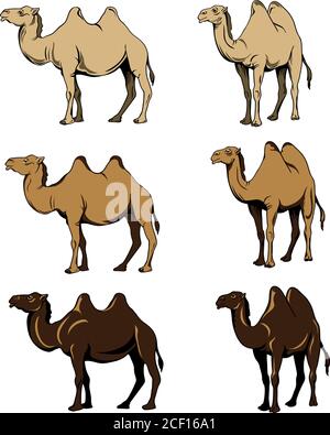 Kamel, Emblem, Tourismus, Ausflug, Erholung, Ausflug, Sand, weiß, Schild, Illustration, Inschrift, Name, Werbung, Stil, Tier, Säugetier Stock Vektor