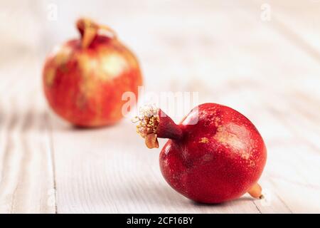 Kleine rote reife Granatapfelfrüchte wachsen zu Hause in der Blüte Topf Stockfoto