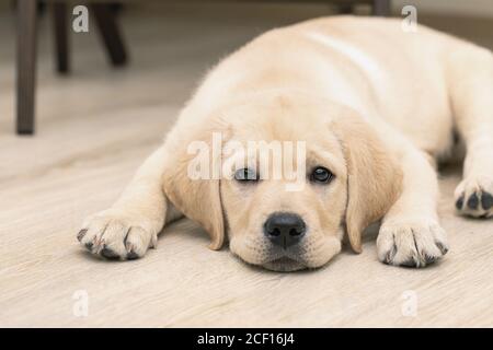 Niedlicher drei Monate alter Labrador Welpe liegt auf dem Boden des Hauses mit traurigem Blick. Stockfoto