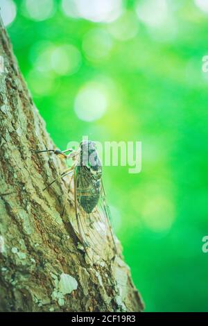 Makro-Nahaufnahme einer Insektenzikade im Freien auf einem Baum Stockfoto