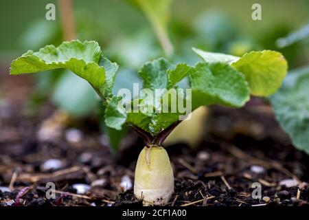 Weißer Rettich wächst im Gemüsefleck Stockfoto