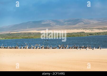 Schar von Pelikanen am Strand, blauen Fluss, Sanddünen, und bewölkten Himmel auf dem Hintergrund, Kalifornien Stockfoto