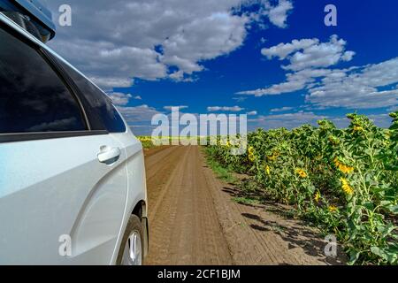 Weißes Auto auf einer Dorfstraße zwischen endlosen Feldern blühender Sonnenblumen vor einem blauen Himmel mit Wolken. Sommer sonnigen Tag. Schöner natürlicher Hintergrund Stockfoto