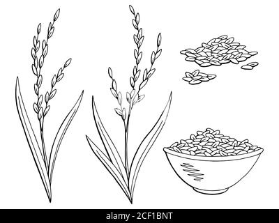 Reis Pflanze Grafik schwarz weiß isoliert Skizze Illustration Vektor Stock Vektor