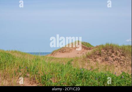 Küstensanddünen, die von grünen Gräsern und Erbsenpflanzen bedeckt sind, unter einem blauen Himmel. Brackley Beach, PEI National Park, Kanada Stockfoto