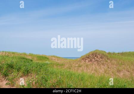 Küstensanddünen, die von grünen Gräsern und Erbsenpflanzen bedeckt sind, unter einem blauen Himmel. Brackley Beach, PEI National Park, Kanada Stockfoto