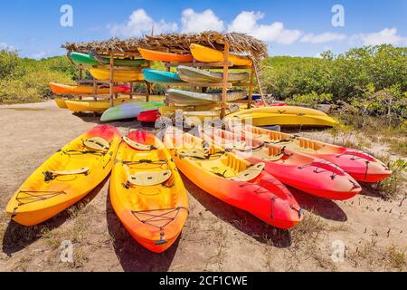 Viele bunte Kajaks im Mangrovenwald auf der Insel geparkt Bonaire Stockfoto