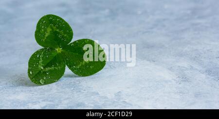 Kleeblatt auf grauem Hintergrund. Banner. Ein minimalistisches Blumenmuster. Drei-Blatt-Klee für Viel Glück. Draufsicht auf eine natürliche Komposition mit Raum fo Stockfoto