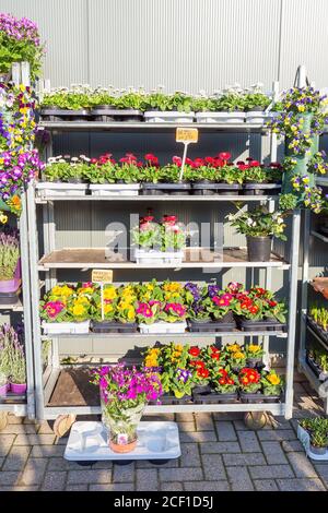 Rack gefüllt mit blühenden Bellis und Primula Pflanzen in Holland Stockfoto