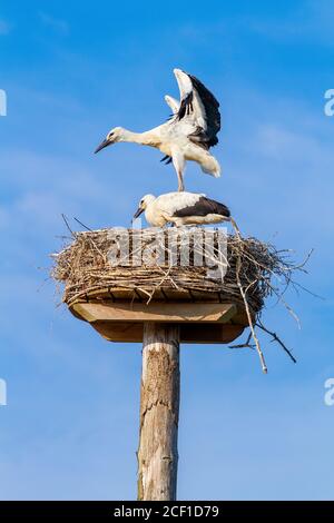 Zwei Jungstörche stehen und fliegen auf Nest in Blau Himmel Stockfoto