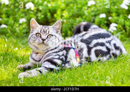 Junge britische Kurzhaar Silber gestromt Kurzhaar Katze liegend Im grünen Garten Stockfoto