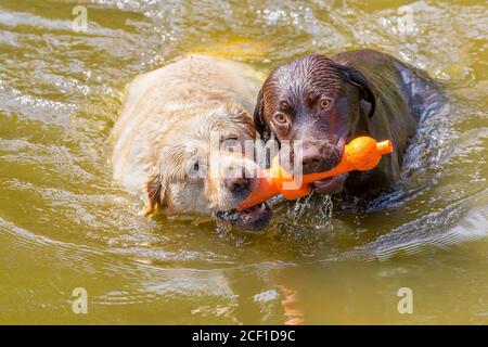 Zwei Labradors mit orangefarbenem Gummispielzeug schwimmen Seite an Seite In natürlichem Wasser Stockfoto