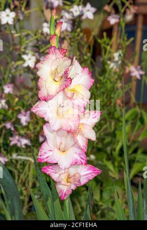 Nahaufnahme der schönen Gladiolen im Garten. Stockfoto