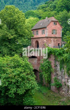 Die Ruine des Heidelberger Schlosses in Deutschland im Sommer Stockfoto