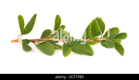 Grüner Zweig der Berberitze Blätter, isoliert auf weißem Hintergrund. Frühling mit Blättern der Berberitze. Stockfoto