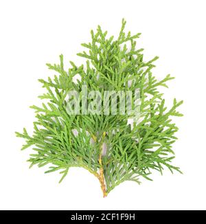 Arborvitae Zweig, isoliert auf weißem Hintergrund. Grüner Thuja-Zweig. Stockfoto