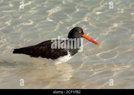 Amerikanischer Austernfischer, der an der Küste des Bacchas Beach auf der Insel Santa Cruz im Galapagos Archipel mit Meeresfutter ernährt. Stockfoto