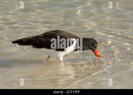 Amerikanischer Austernfischer, der an der Küste des Bacchas Beach auf der Insel Santa Cruz im Galapagos Archipel mit Meeresfutter ernährt. Stockfoto