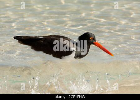 Amerikanischer Austernfischer, der an der Küste des Bacchas Beach auf der Insel Santa Cruz im Galapagos Archipel mit Meeresfutter ernährt. Stockfoto