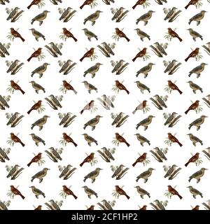 KTSP02 schöne Vögel Muster mit weißem Hintergrund Nahtloses Muster Stockfoto