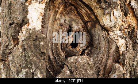 Loch in der Rinde eines Baumes aus der Nähe. Baumstamm mit hohl. Baum Rinde Textur Hintergrund. Dunkle Höhle Der Alten Birke Baum Nahaufnahme. Birke Textur Hinten Stockfoto