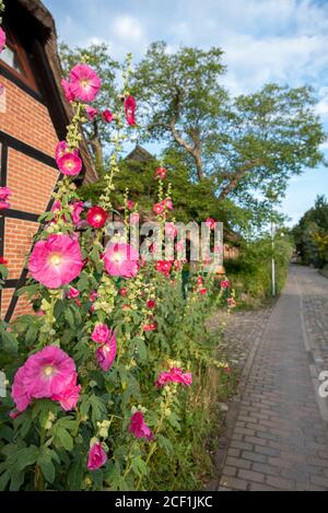 Sellin, Deutschland. August 2020. Vor dem Kossatenhof Nr. 8 blühen Malgen, wo Touristen im ehemaligen Fischerhaus übernachten können. Quelle: Stephan Schulz/dpa-Zentralbild/ZB/dpa/Alamy Live News Stockfoto
